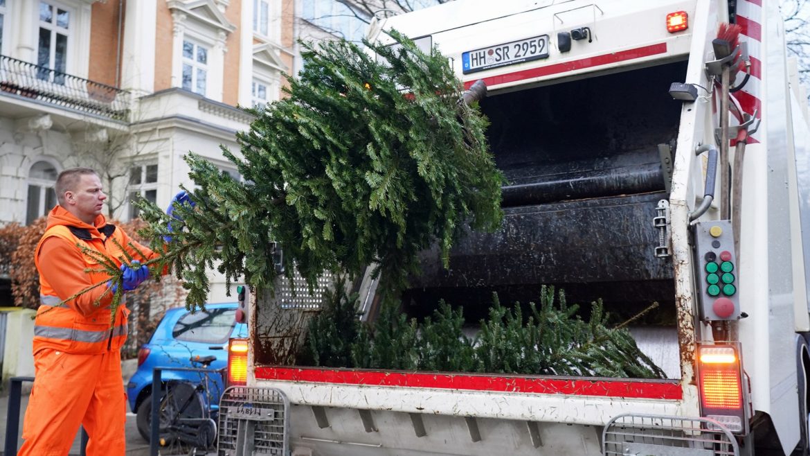 Hamburger Stadtreinigung sammelt ausgediente Weihnachtsbäume ein